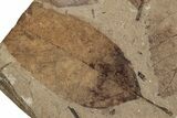 Fossil Leaves (Betula, Decodon) - McAbee Fossil Beds, BC #224904-1